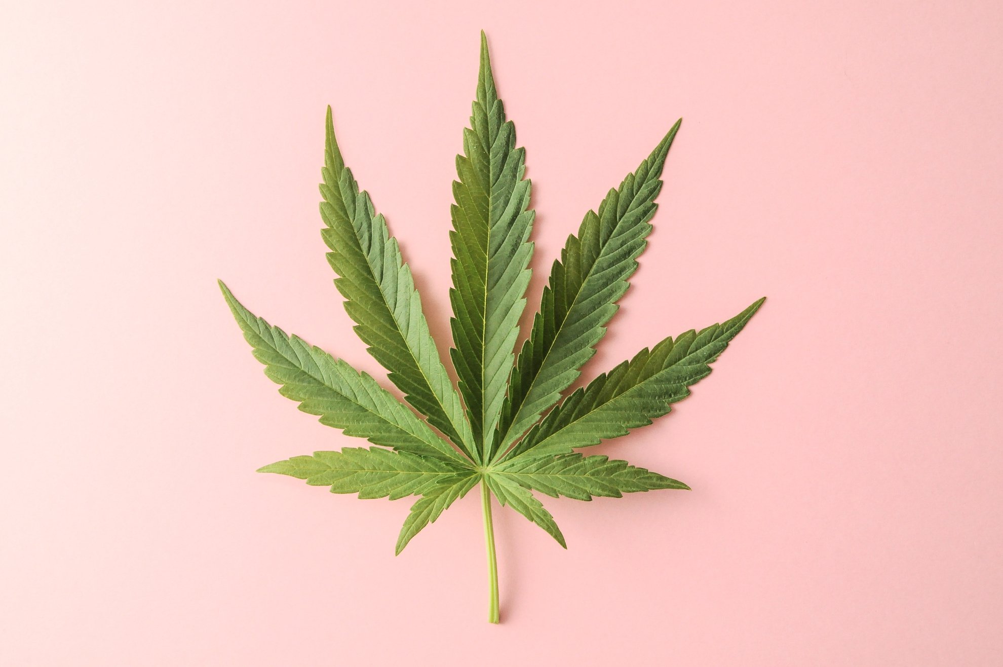 Cannabis Leaf