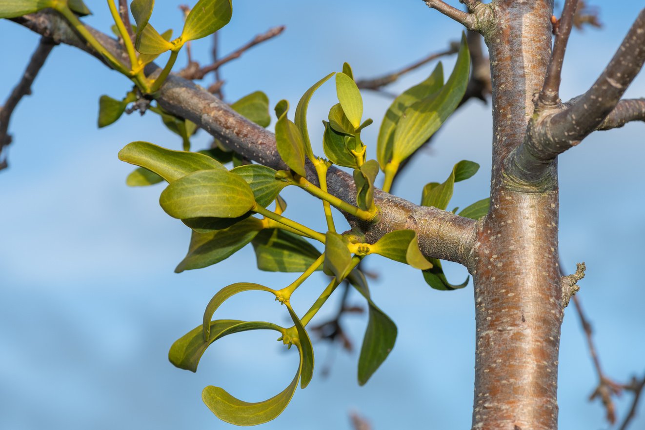Mistletoe (viscum album)