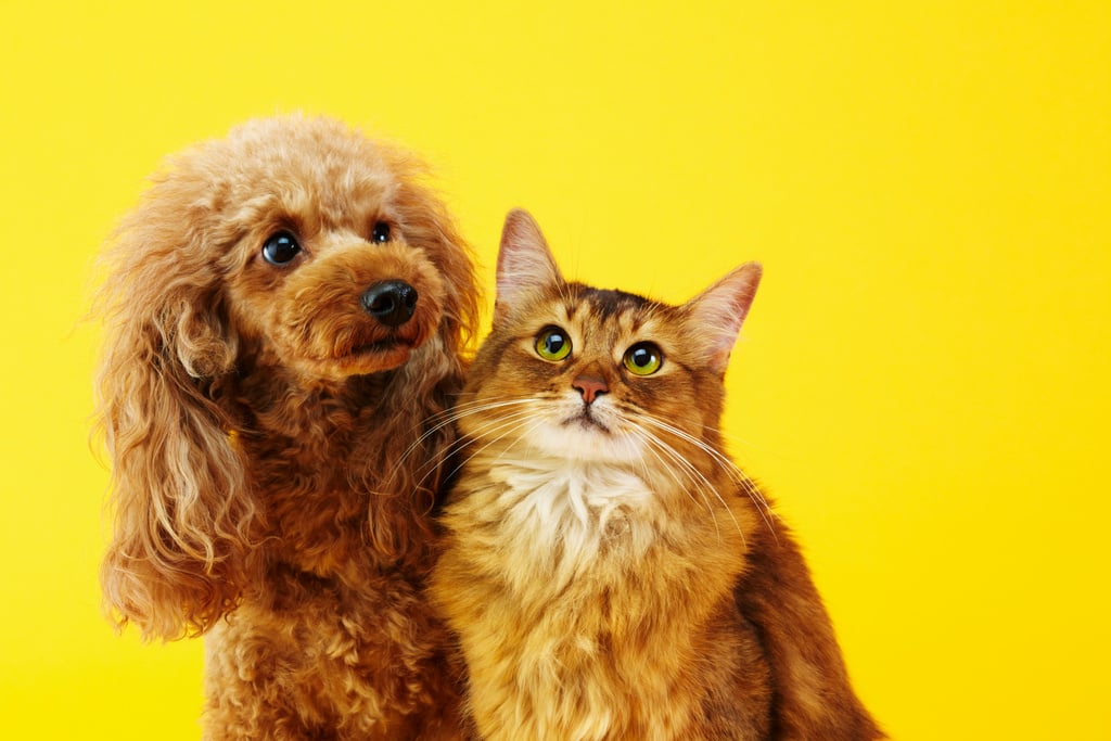 Dog and Cat